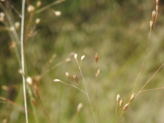 Eriachne pallescens