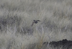 Francolinus francolinus