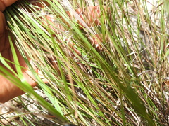 Eriachne pallescens