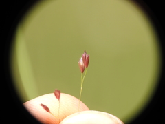 Eriachne pallescens