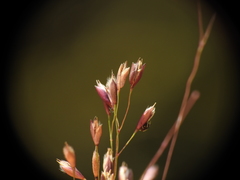 Eriachne pallescens