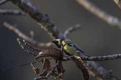 Machlolophus xanthogenys