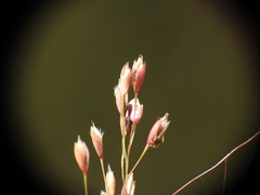 Eriachne pallescens
