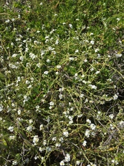 Plagiobothrys chorisianus chorisianus