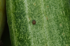 Platynaspis maculosa