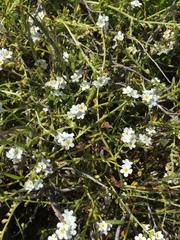 Plagiobothrys chorisianus chorisianus