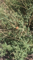 Sphaeralcea coccinea
