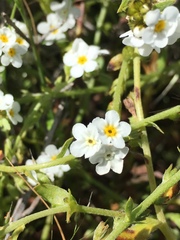 Plagiobothrys chorisianus chorisianus