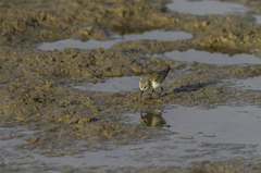 Calidris minuta