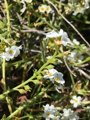 Plagiobothrys chorisianus chorisianus