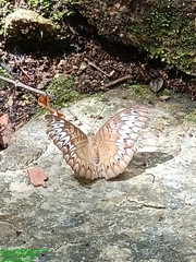 Tanaecia pelea