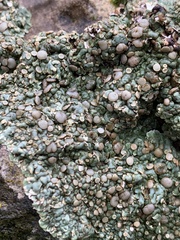 Squamarina cartilaginea