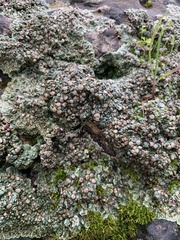 Squamarina cartilaginea