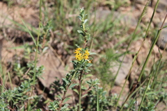 Lasiosiphon meisnerianus