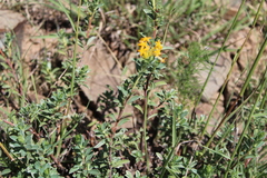 Lasiosiphon meisnerianus