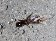 Camponotus clarithorax