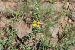 Lasiosiphon meisnerianus