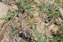 Lasiosiphon meisnerianus