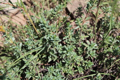 Lasiosiphon meisnerianus