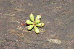 Eucalyptus denticulata
