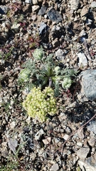 Lomatium dasycarpum dasycarpum