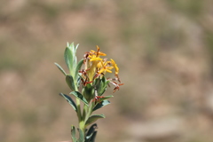 Lasiosiphon meisnerianus