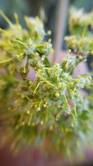 Lomatium dasycarpum dasycarpum