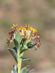 Lasiosiphon meisnerianus