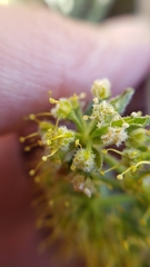 Lomatium dasycarpum dasycarpum
