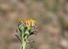 Lasiosiphon meisnerianus