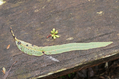 Eucalyptus denticulata