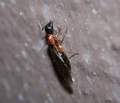 Camponotus clarithorax
