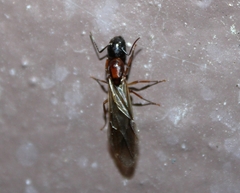 Camponotus clarithorax