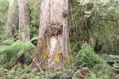 Eucalyptus denticulata