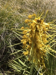 Aciphylla ferox