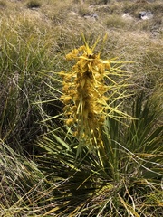 Aciphylla ferox