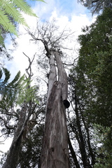 Eucalyptus denticulata