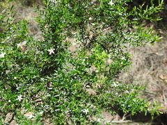 Philotheca difformis