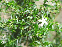 Philotheca difformis