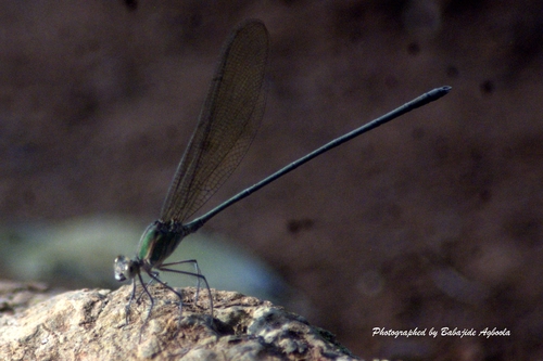 Glistening Demoiselle