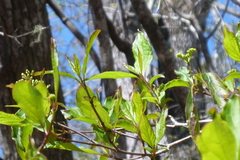Cornus foemina