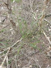 Digitaria parviflora