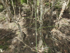 Digitaria parviflora