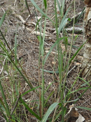 Digitaria parviflora