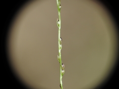Digitaria parviflora