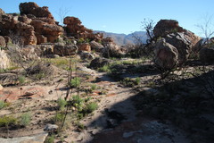 Pelargonium laevigatum oxyphyllum