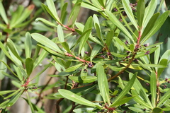 Tasmannia