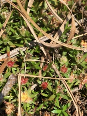 Pyxidanthera brevifolia