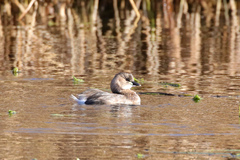 Tachybaptus ruficollis