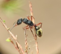 Myrmecia chrysogaster